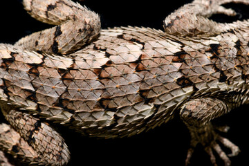 Texas spiny lizard (Sceloporus olivaceus) On black