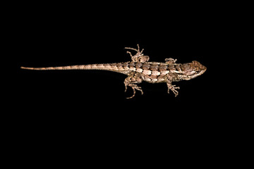 Texas spiny lizard (Sceloporus olivaceus) On black