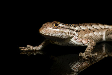 Naklejka premium Texas spiny lizard (Sceloporus olivaceus) On black