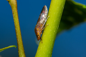 glassy-winged sharpshooter - Homalodisca vitripennis – (formerly H. coagulata)