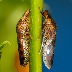 Glassy-winged sharpshooter - Homalodisca vitripennis – (formerly H. coagulata)