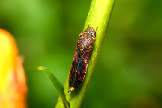 glassy-winged sharpshooter - Homalodisca vitripennis – (formerly H. coagulata)