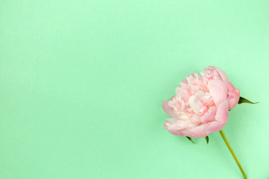 Delicate pink peony flower on light green background.