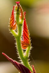 sweet potato leaf close-up