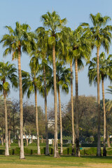 towering palm trees