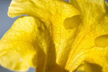 yellow bell close-up