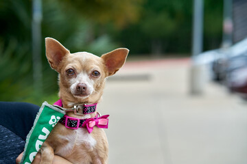 Small dog looking at camera while being held by owned