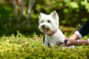 公園でおすましするウェスティ