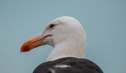 cabeza gaviota