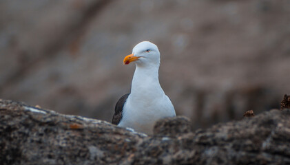 Gaviota