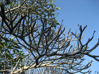 branches of a tree against blue sky