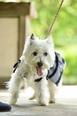 公園でおすましするウェスティ