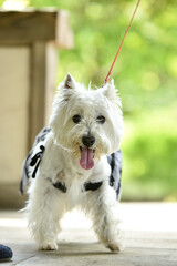 公園でおすましするウェスティ