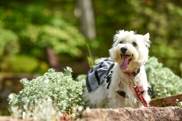 公園でおすましするウェスティ