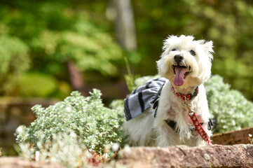公園でおすましするウェスティ