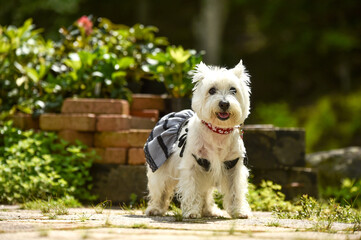 公園でおすましするウェスティ