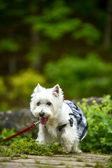 公園でおすましするウェスティ