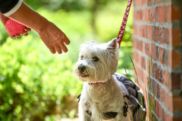 公園でおすましするウェスティ