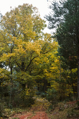 Fototapeta premium Leaf covered path in woods in the French countryside