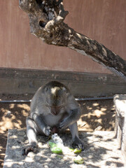 wild boar in the zoo monkey