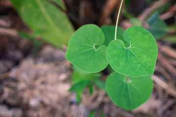 Close-up of heart shape green leaves against nature background