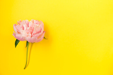 Pink peony flower on bright yellow background.