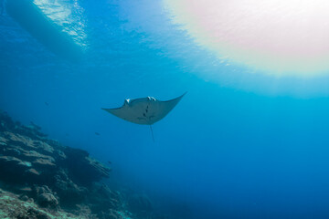 クリスタルクリアーな南の海を泳ぐナンヨウマンタ、Mobula alfredi (Krefft, 1868)、ミクロネシア連邦ヤップ島。 ローアングル