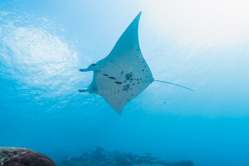クリスタルクリアーな南の海を泳ぐナンヨウマンタ、Mobula alfredi (Krefft, 1868)、ミクロネシア連邦ヤップ島。 ローアングル © Noriyuki