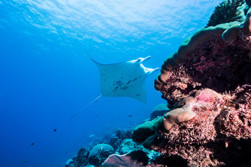 サンゴ礁の海を泳ぐナンヨウマンタ、Mobula alfredi (Krefft,...