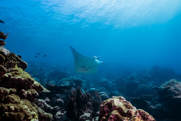 Obraz premium サンゴ礁の海を泳ぐナンヨウマンタ、Mobula alfredi (Krefft, 1868)、ミクロネシア連邦ヤップ島。 ローアングル