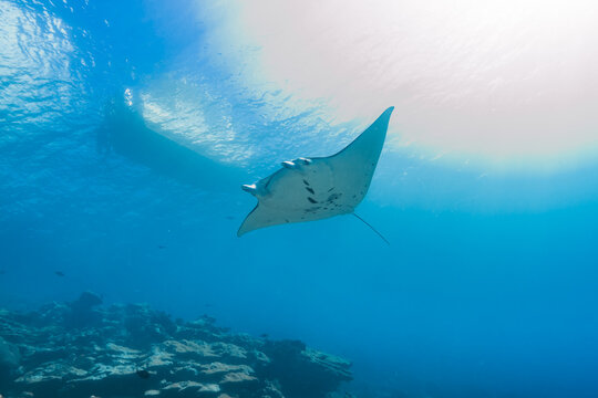 クリスタルクリアーな南の海を泳ぐナンヨウマンタ、Mobula alfredi (Krefft, 1868)、ミクロネシア連邦ヤップ島。 ローアングル