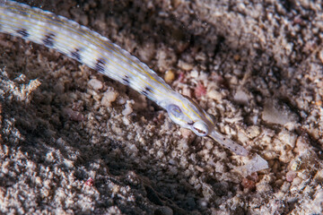Obraz na płótnie Canvas イシヨウジ・Scribbled pipefish、Corythoichthys intestinalis (Ramsay, 1881)。ミクロネシア連邦ヤップ島 