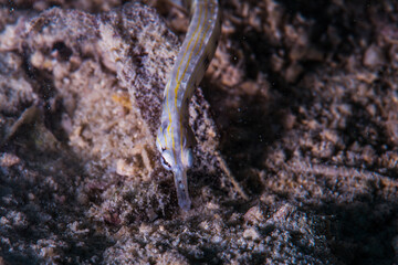 Obraz na płótnie Canvas イシヨウジ・Scribbled pipefish、Corythoichthys intestinalis (Ramsay, 1881)。ミクロネシア連邦ヤップ島 