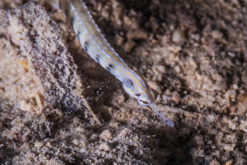 イシヨウジ・Scribbled pipefish、Corythoichthys intestinalis (Ramsay, 1881)。ミクロネシア連邦ヤップ島
