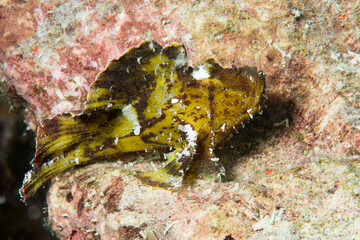 ハダカオコゼ・Leaf scorpionfish, Taenianotus triacanthus Lacepède, 1802。ミクロネシア連邦ヤップ島
