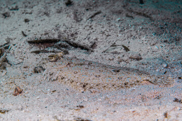カモフラージュの名人、トゲダルマガレイ・Leopard flounder、Bothus pantherinus (Rüppell, 1830)。ミクロネシア連邦ヤップ島
