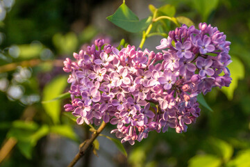lilac brush - syringa blooming in spring in the warm light of evening light and selective focus