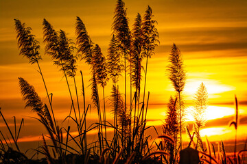 Beautiful scenery silhouette of grass and sunset atmosphere