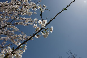 SONY DSC