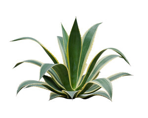 Fototapeta na wymiar Agave plant isolated on white background with clipping path. Tropical plant with sharp thorns.