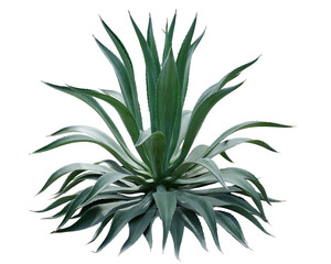 Fototapeta na wymiar Agave plant isolated on white background with clipping path. Tropical plant with sharp thorns.