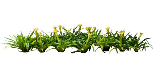 Bromeliad bush in yellow flowers isolated on white background. Tropical plant bush for nature backdrop.
