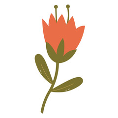 Isolated beauty flower