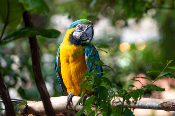 Yellow blue macaw with nice feathers in a Australia zoo.