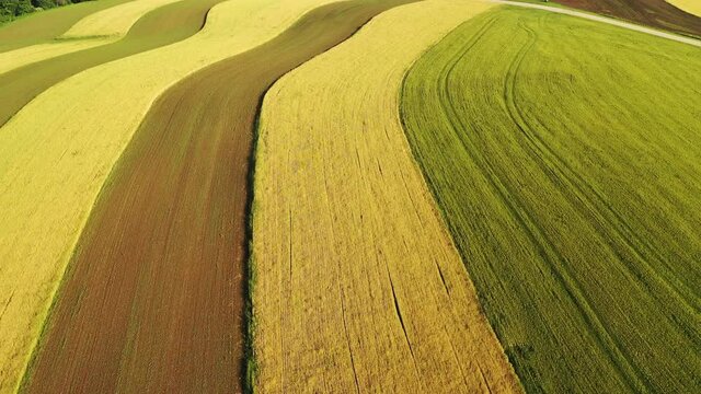 Aerial view of american countryside landscape, farmland. Drone flying over contrast rows of agricultural field. Rural scenery, farm. Sunny daytime, summer season