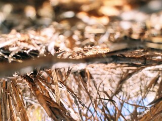 close up of a pine needles