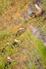 duck family on the pond