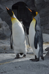 旭山動物園　ペンギン