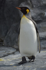 旭山動物園　ペンギン