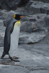 旭山動物園　ペンギン